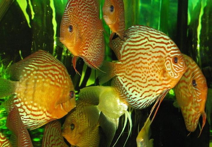 七彩神仙鱼 水族世界的绚丽精灵