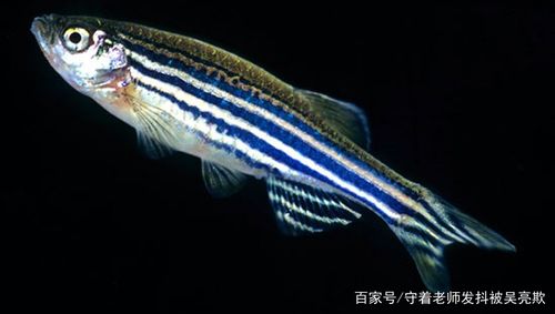 鱼热门商品专区 从餐桌到水族箱，一篇读懂“鱼”的消费热潮